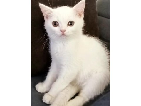 Cana yakın sakin british shorthair çocuğum