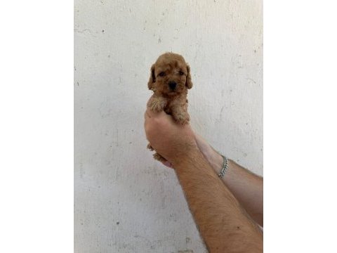 Mükemmel sağlıklı toy poodle yavruları dişi erkek