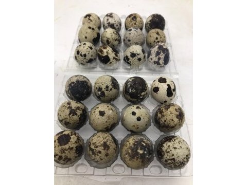 Bıldırcın yumurtası