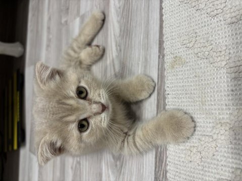 Scottish fold yavrularımız