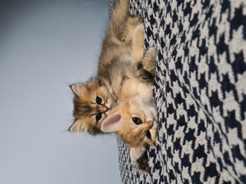 Yakışıklı oğlum british longhair