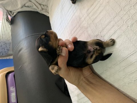 1 erkek 1 dişi rezerveye açık yorkshire terrier