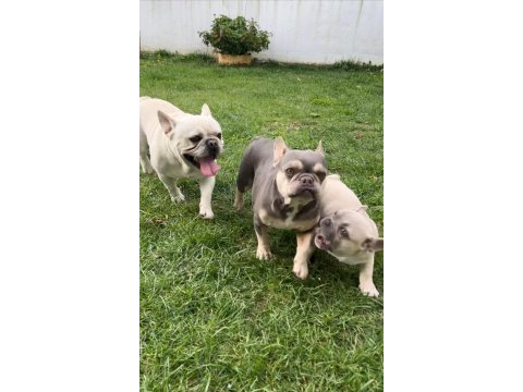 Yavru fazlalıktan french bulldog