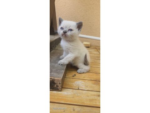 1.5 aylık british shorthair bebeklerimiz