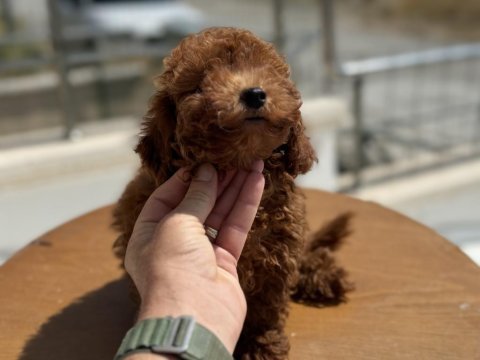 Petmode köpek çifttliğinde ziyarete açık toy poodle