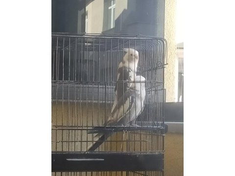 Takım damızlık erkek dişi sultan papağanı