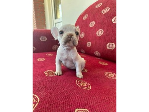 Sağlıklı ırk garantili french bulldog yavrular