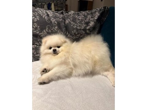 1 yaşında pomeranian boo sahibini arıyor