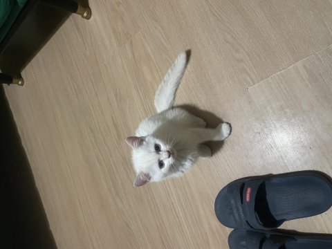 Çok tatlı british shorthair beyaz mavi gözlü