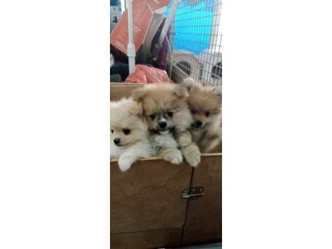 Pomeranian köpeği yavrularımız