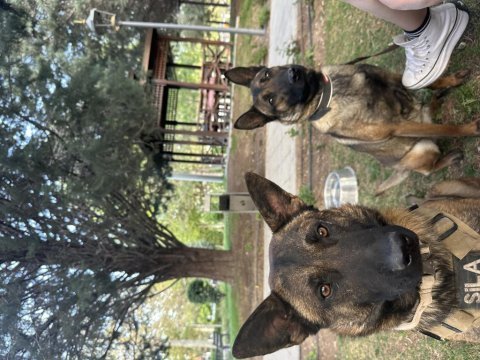 Belçika malinois