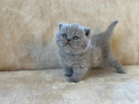 Eşsiz güzellikte blue british shorthair