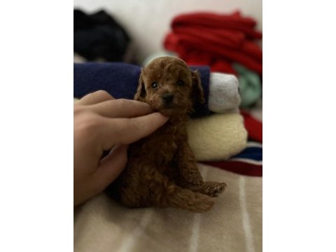 Dünya tatlısı peluş tadında bebek köpekler
