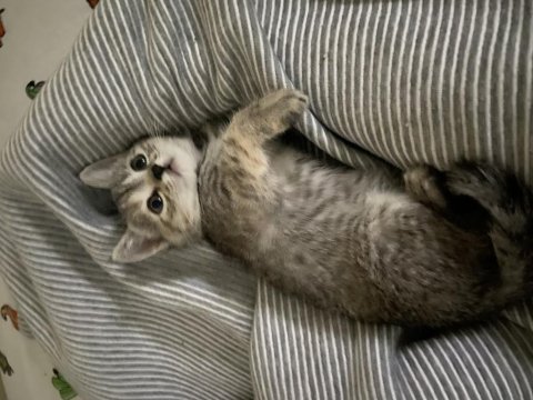 2 aylık british shorthair yavruma yuva arıyorum