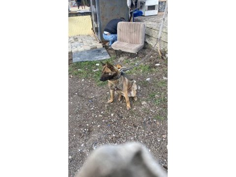 Erkek 15 aylık oyuncu belçika kurdu