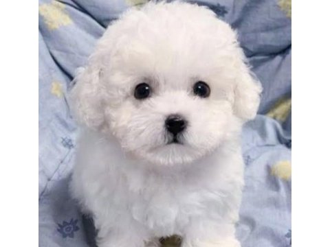 Kar beyaz bichon frise yavrularımız