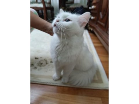 British longhair 1.5 yaş dişi