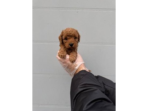 Toy poodle çokomeller