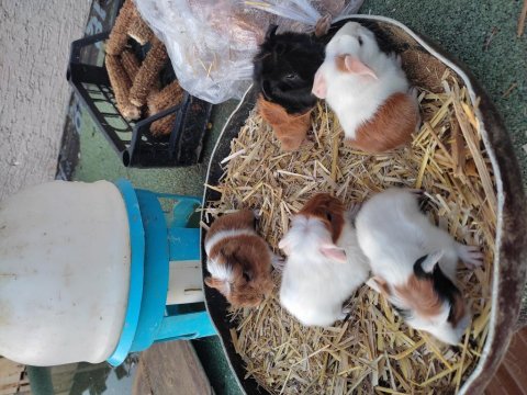 Sütten yeni kesildiler alıştırmak için bire bir kopay