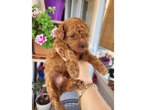Korekan poodle erkek