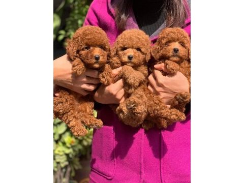 Toy poodle yavrularımız