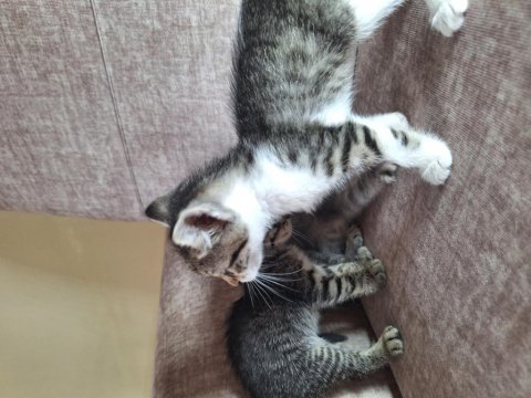 2 aylık sevimli kedicik