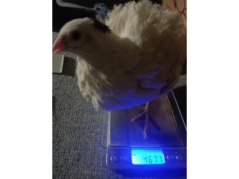 Teksas bıldırcın sahiplendirilir 2+1 şekilde