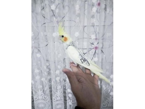 50 günlük full evcil renk güzeli sultan papağanı
