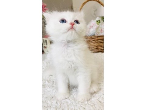 Kar beyaz british longhair yakışıklılar