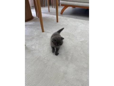 2 gri bebek scottish fold
