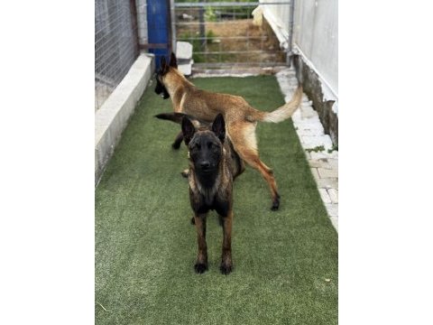 Belçika malinois 3 dişi