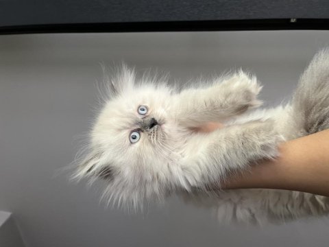 2.5 aylık chinchilla yavrularımız