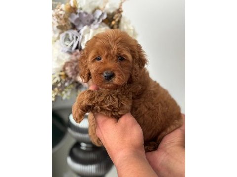 Yavru toy poodle