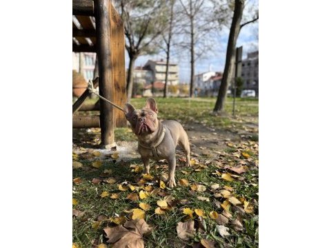 New shade ızabella tan french bulldog