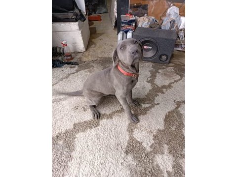 Cane corso 4 aylık