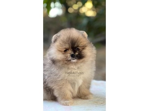 Merle pomeranian boo