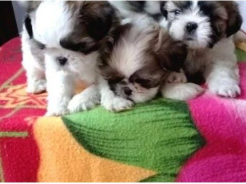 A kalite ırk sağlık garantili shih tzu yavrular