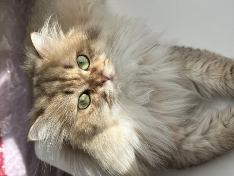 3 yaşında kısır erkek british longhair