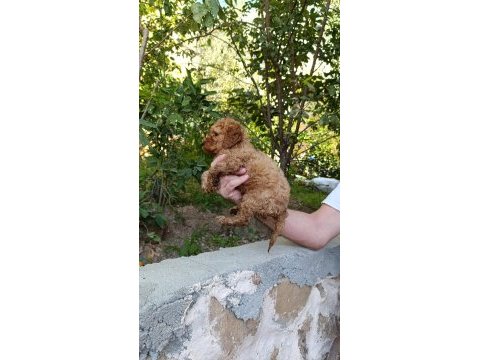 Toy poodle yavrumuz