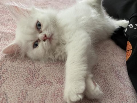 İran persian cinsi kedilerimi sahiplendiriyorum