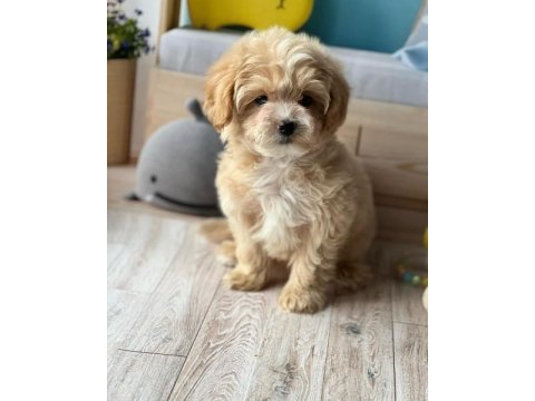 F2 maltipoo yavruları