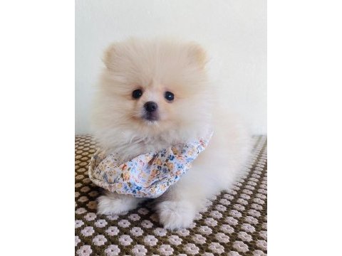 Pomeranian yavrularımız ped eğitimli