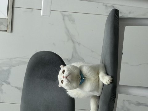 Scottish fold oğlumuz çakiye sıcak yuva arıyoruz