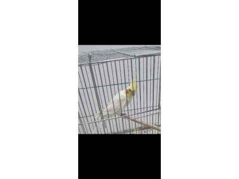 Yarı evcil erkek lutino kırmızı göz sultan papağanı