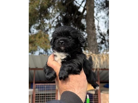 Çok tatlı morkie yavrularımız