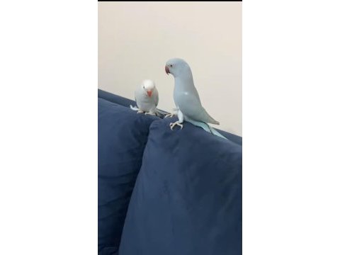 Konuşan mavi mutasyon pakistan papağanı