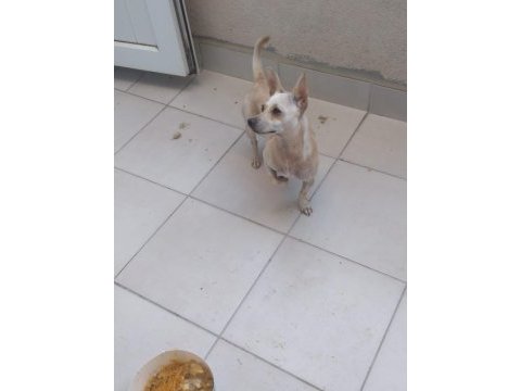Aşı ve yemek masraflarına verilecek chihuahua