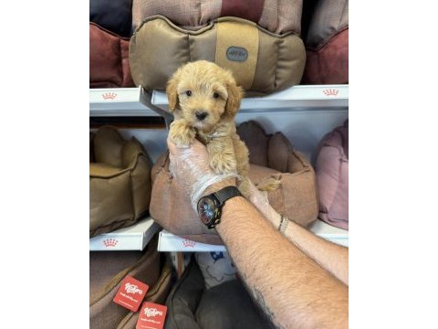 Maltipoo babyface yavrularımız
