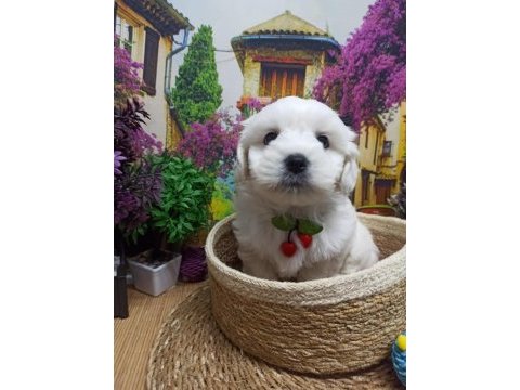 Orjınal safkan 0 burun a kalite maltese terrier