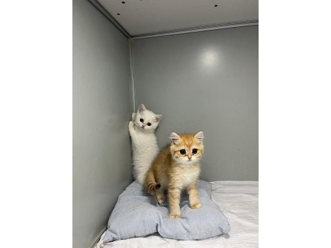 Veteriner hekimden british golden ve lynxpoint yavru
